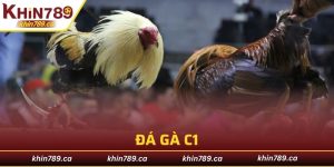 đá gà C1