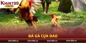 đá gà cựa dao