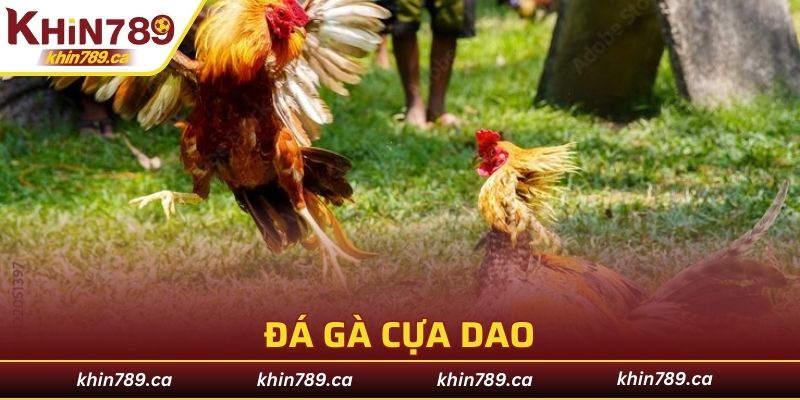 đá gà cựa dao