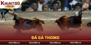 đá gà Thomo